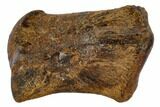 Hadrosaur (Edmontosaur) Phalange (Finger) - South Dakota #117082-3